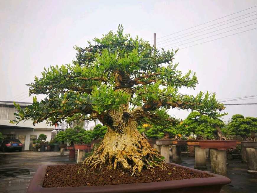 刚买回来的树桩盆景怎么处理,购买新盆景