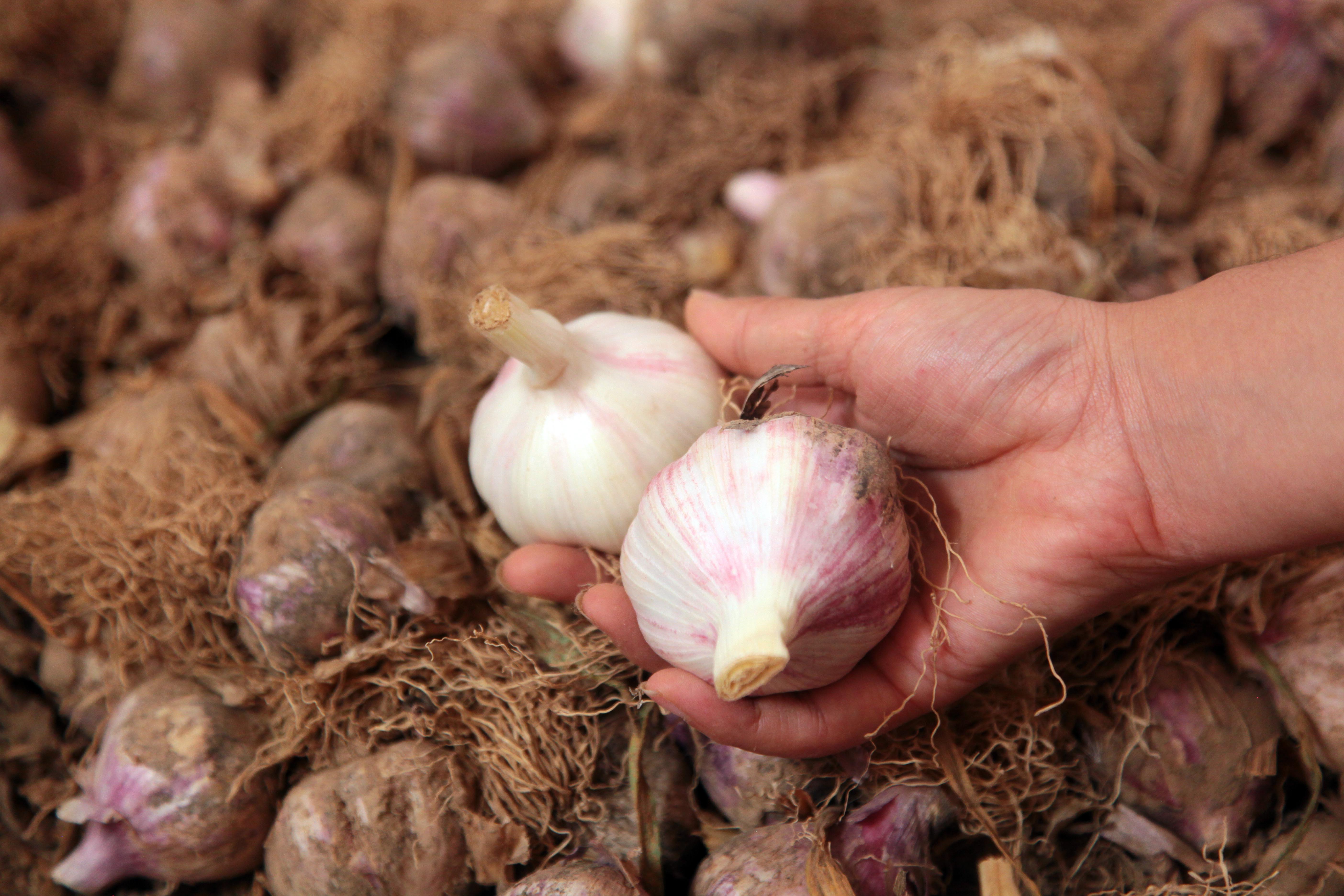 妈妈腌的糖蒜,家庭版糖蒜汁腌蒜