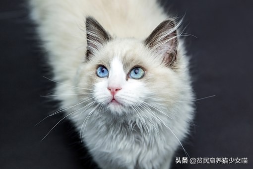 猫咪一直流眼泪的原因和解决方法,猫咪流眼泪泪痕重什么原因