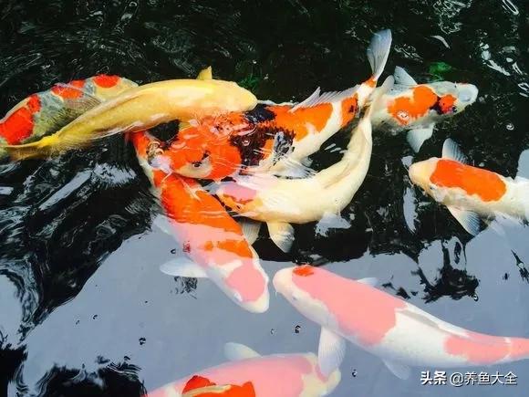 锦鲤喂多了会出现什么情况,锦鲤不养了怎么处理掉