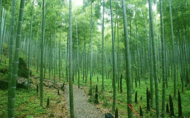 浙江安吉县旅游发展趋势,江苏和浙江百强旅游县