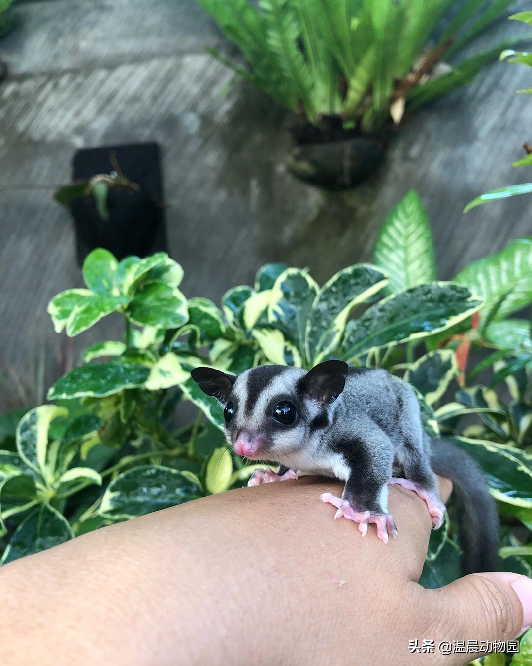 为什么蜜袋鼯一到晚上就怕人,蜜袋鼯刚到家贼凶
