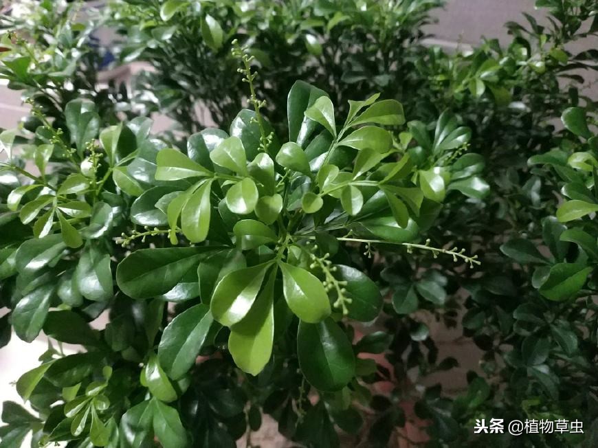 冬季米兰花怎么养护,米兰花的冬季管理与养护