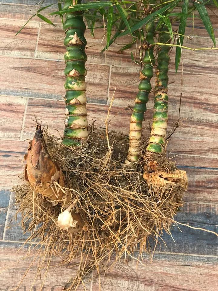 什么花放在家里最好看最实用,放家里风水好又好养的花有哪些