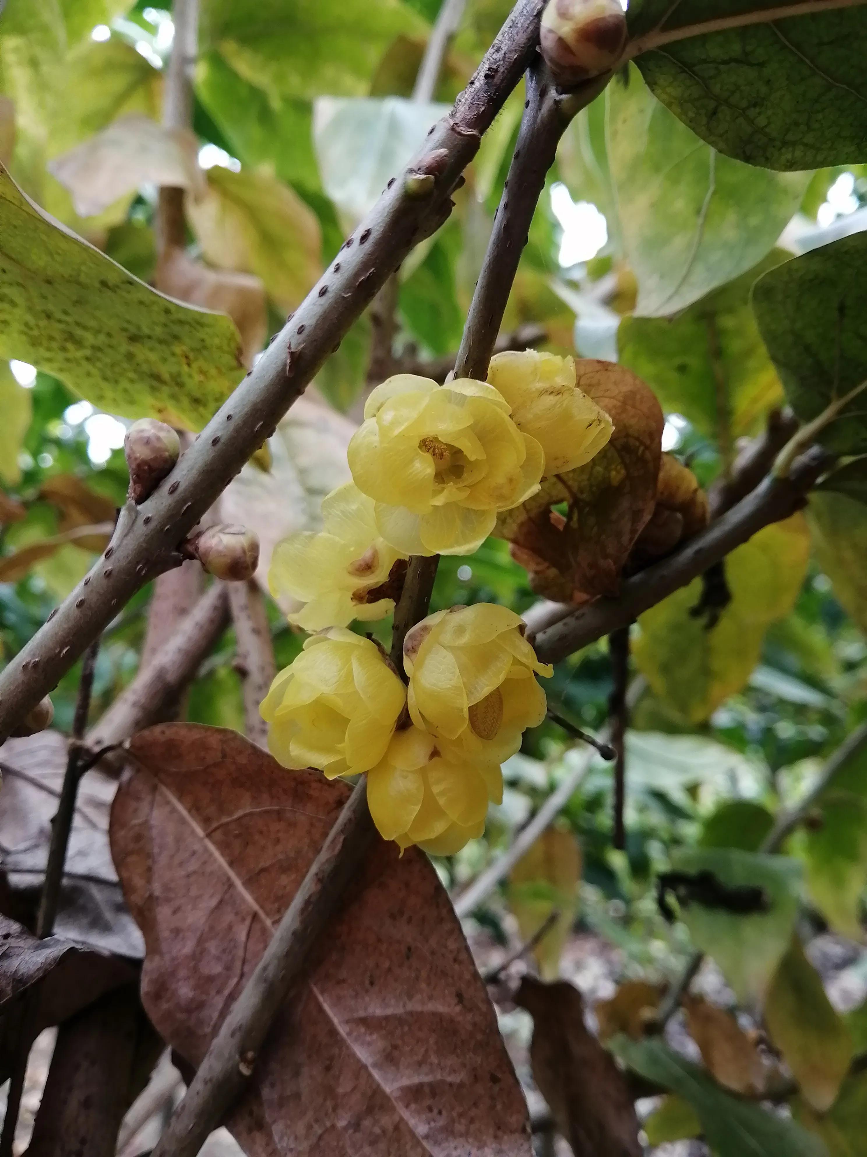 腊梅常见问题,腊梅品种知识