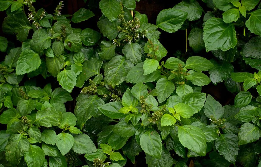消除炎症的精油有哪些成分,十大必备的精油有哪些