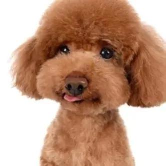 泰迪嘟嘟舞,我的泰迪原版视频