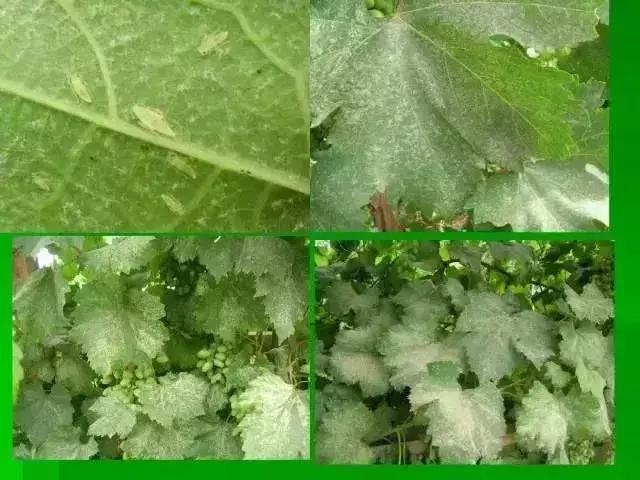 夏黑葡萄各个时间防哪些虫害,葡萄14种常见虫卵图解