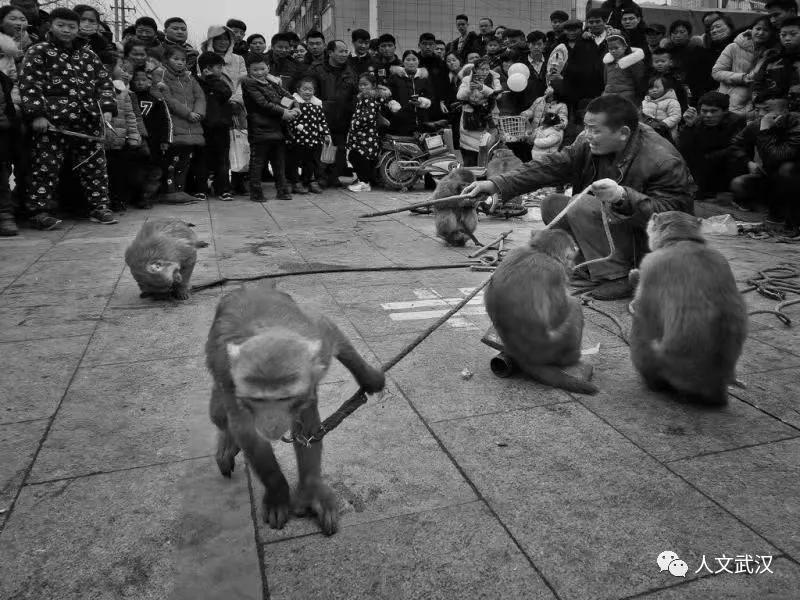 耍猴街头艺人,街头耍猴艺人视频大全