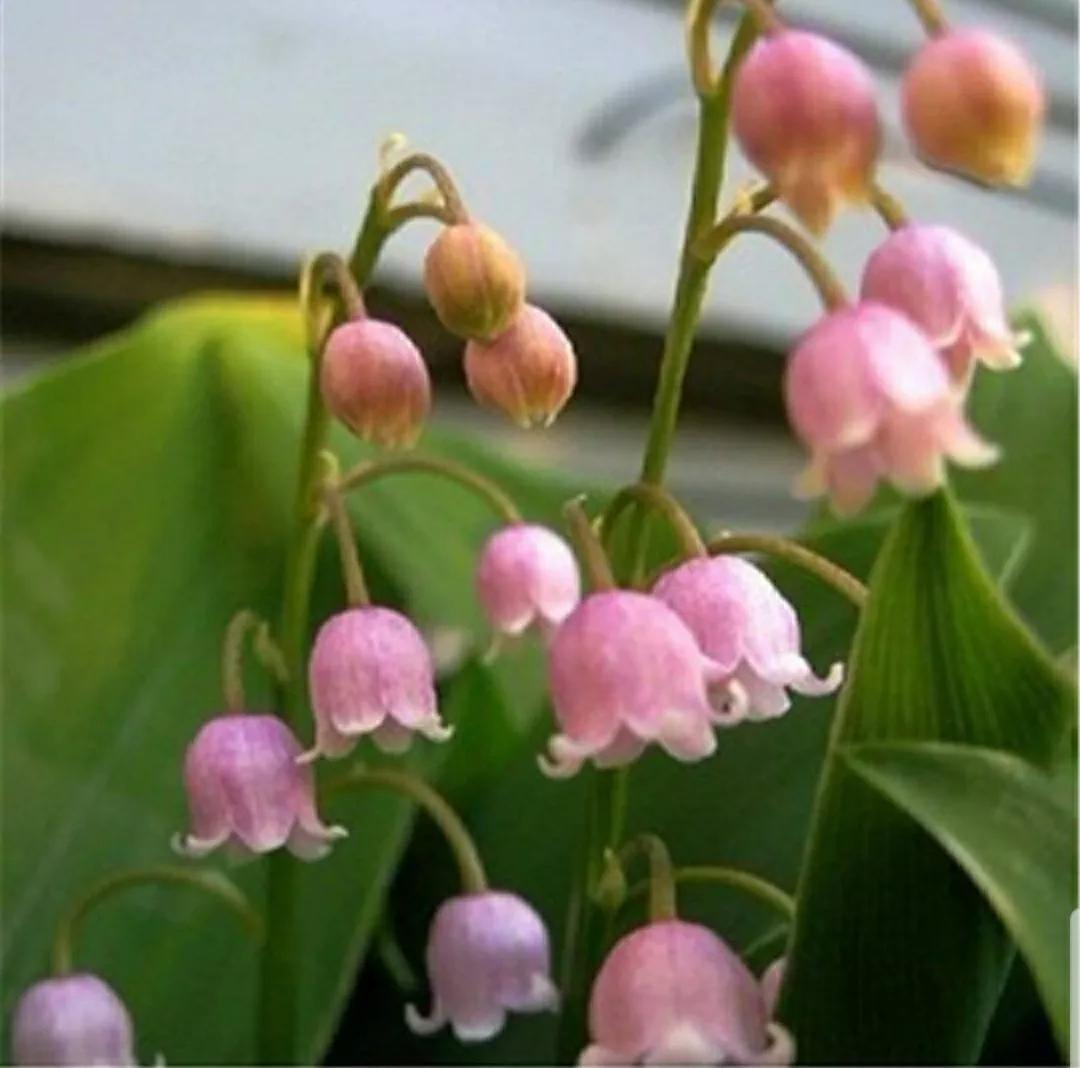 铃儿响叮当双音和弦五线谱,铃儿响叮当三级长笛