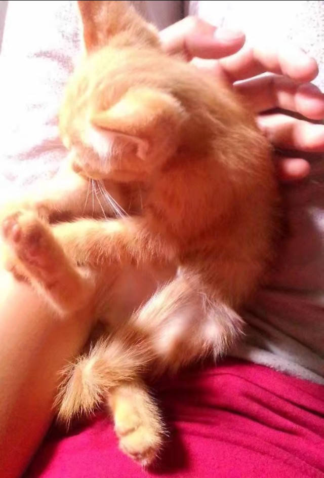 养土猫和纯猫的区别,养土猫好还是宠物猫好