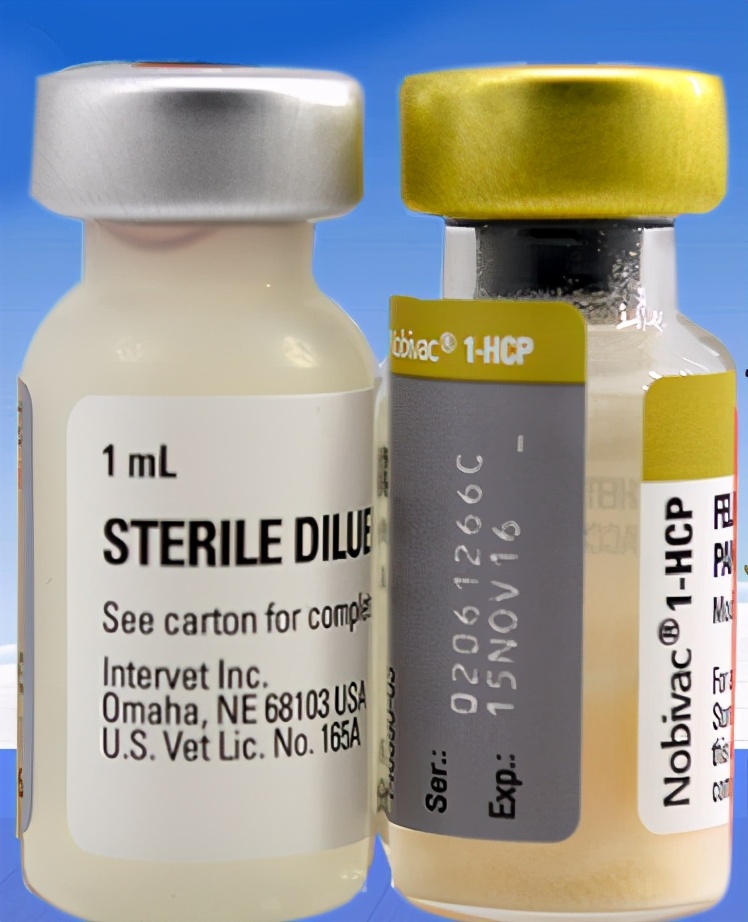 如何给猫打针教程,怎么给猫打针最简单