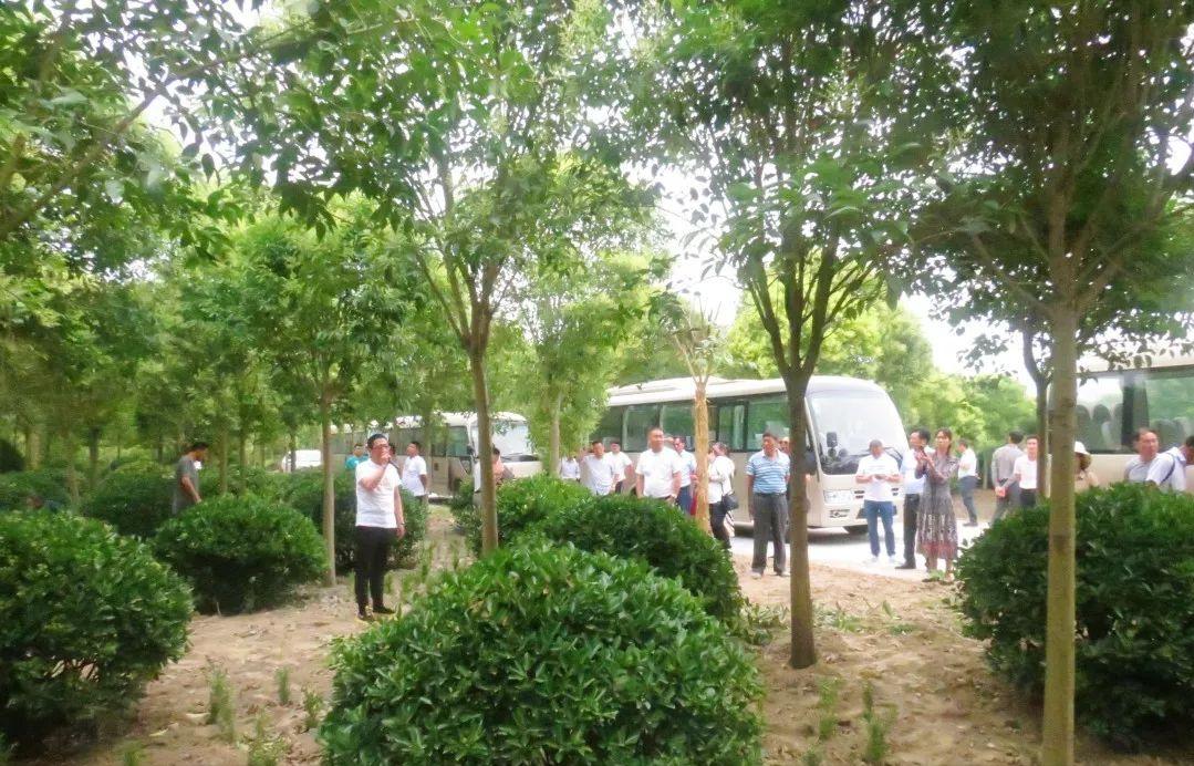 种植摇钱树致富经,荒山种植摇钱树