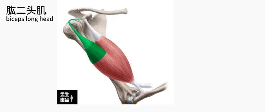 肱骨关节解剖图,肱骨肩胛骨关节图解