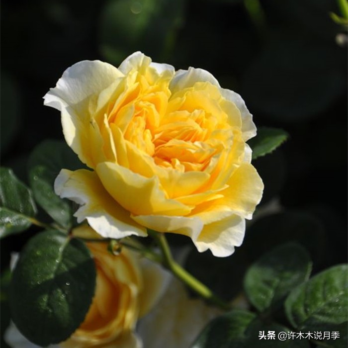 月季常见叶子问题,月季都有什么病怎么治