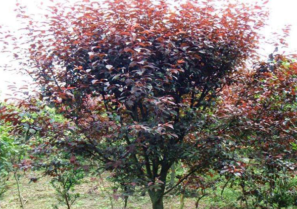 密枝红叶李和红叶李的区别,红叶李与速生红叶李有何区别