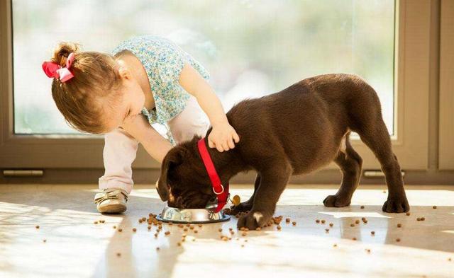 胆小的狗怎样让狗狗更自信胆大,狗狗胆小不出门还凶人怎么纠正