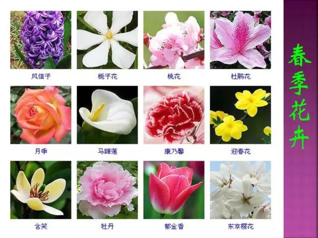 花卉大全500种观叶植物名称,1332种常见花卉植物图谱