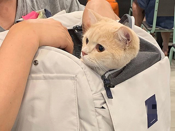 橘猫陪着主人,橘猫留学