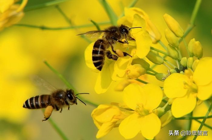 蜜蜂诗句赏析100首,蜜蜂诗精选一首