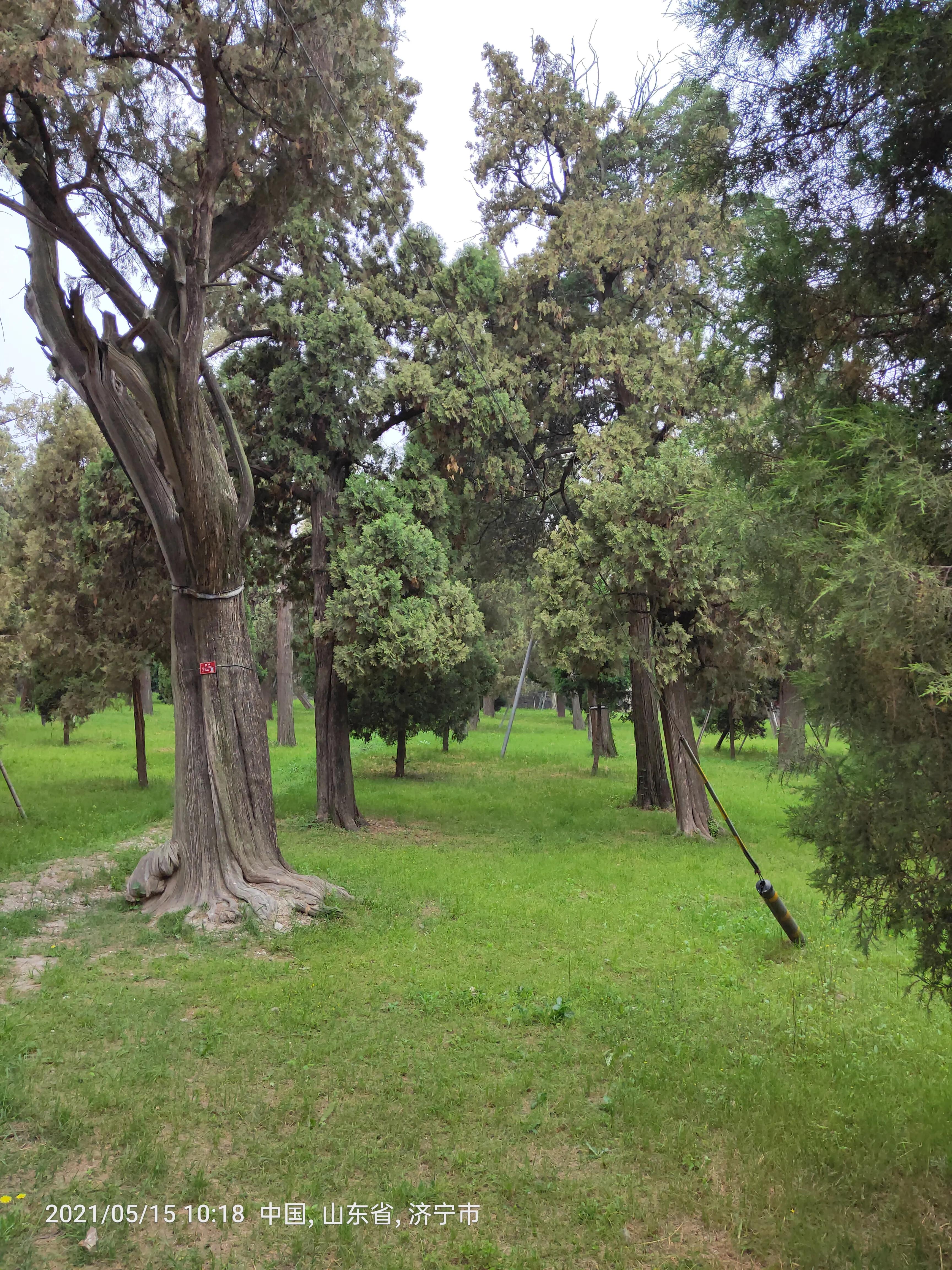 孔府孔庙孔林云直播,孔府孔庙孔林自驾游