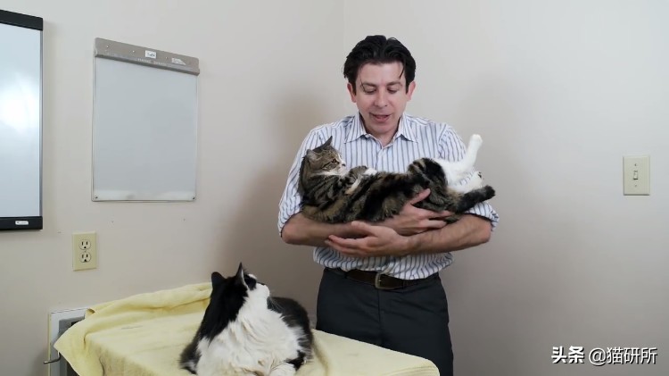 养了十多天的猫猫想抱它要怎么做,养了两年的猫怎么教