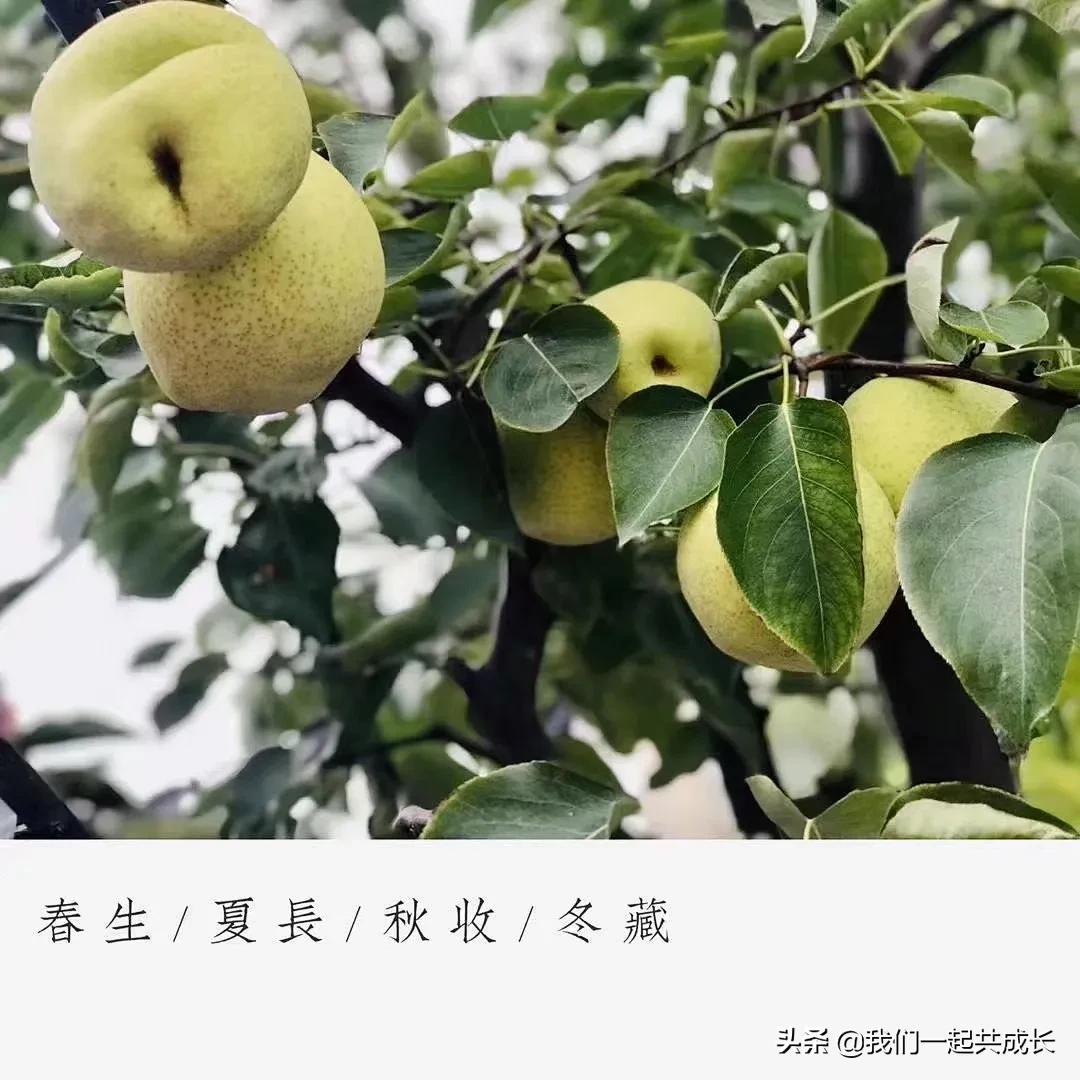 寻一抹秋色，遇一片美好：济南市启明星幼儿园的秋之美