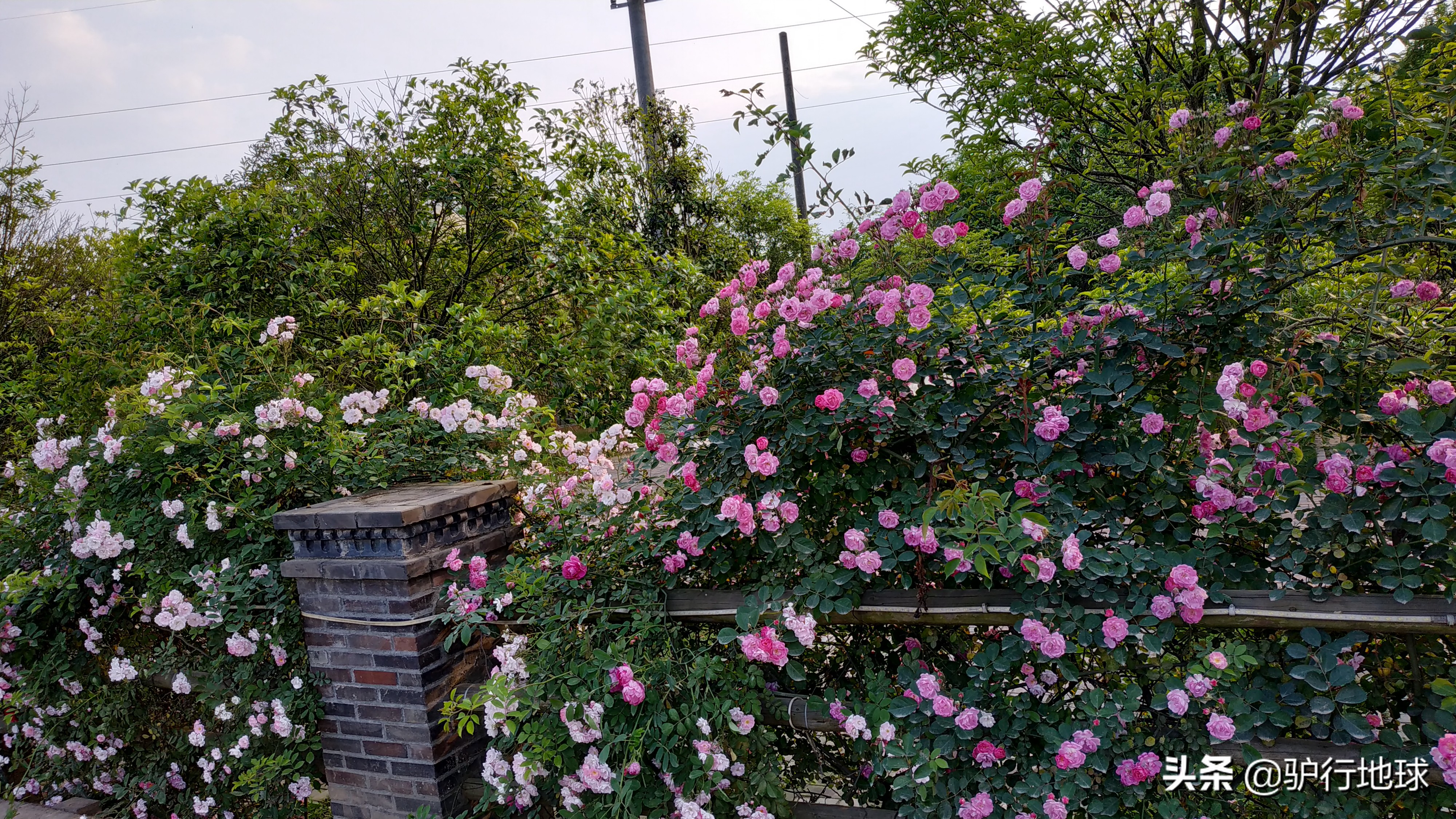 成都周边适合秋天看花的地方,成都周边看花攻略国庆节