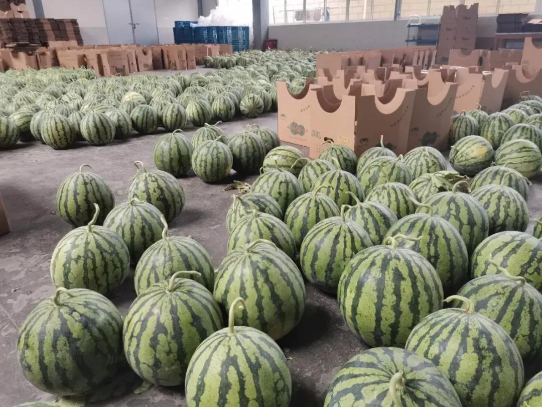 8424西瓜的技术秘密,8424西瓜试验了多长时间