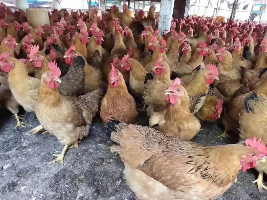 最凶猛生鲜新玩家来了~中石化跨界卖菜，一铺开就是老大！