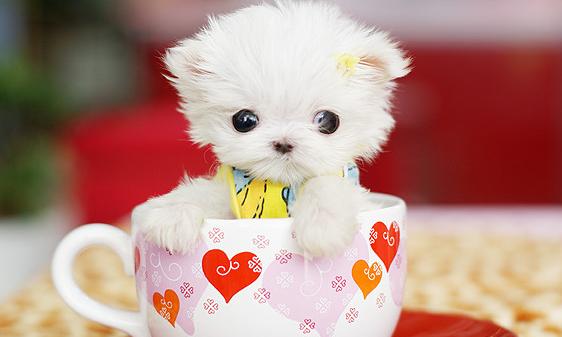 茶杯犬真的不会长大？买一只多少钱？