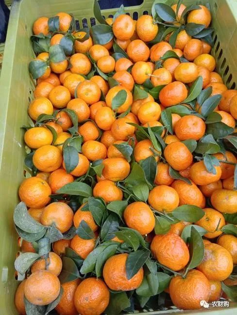 到底什么时候打着色剂好？用了几年的果农告诉你，实际效果如何