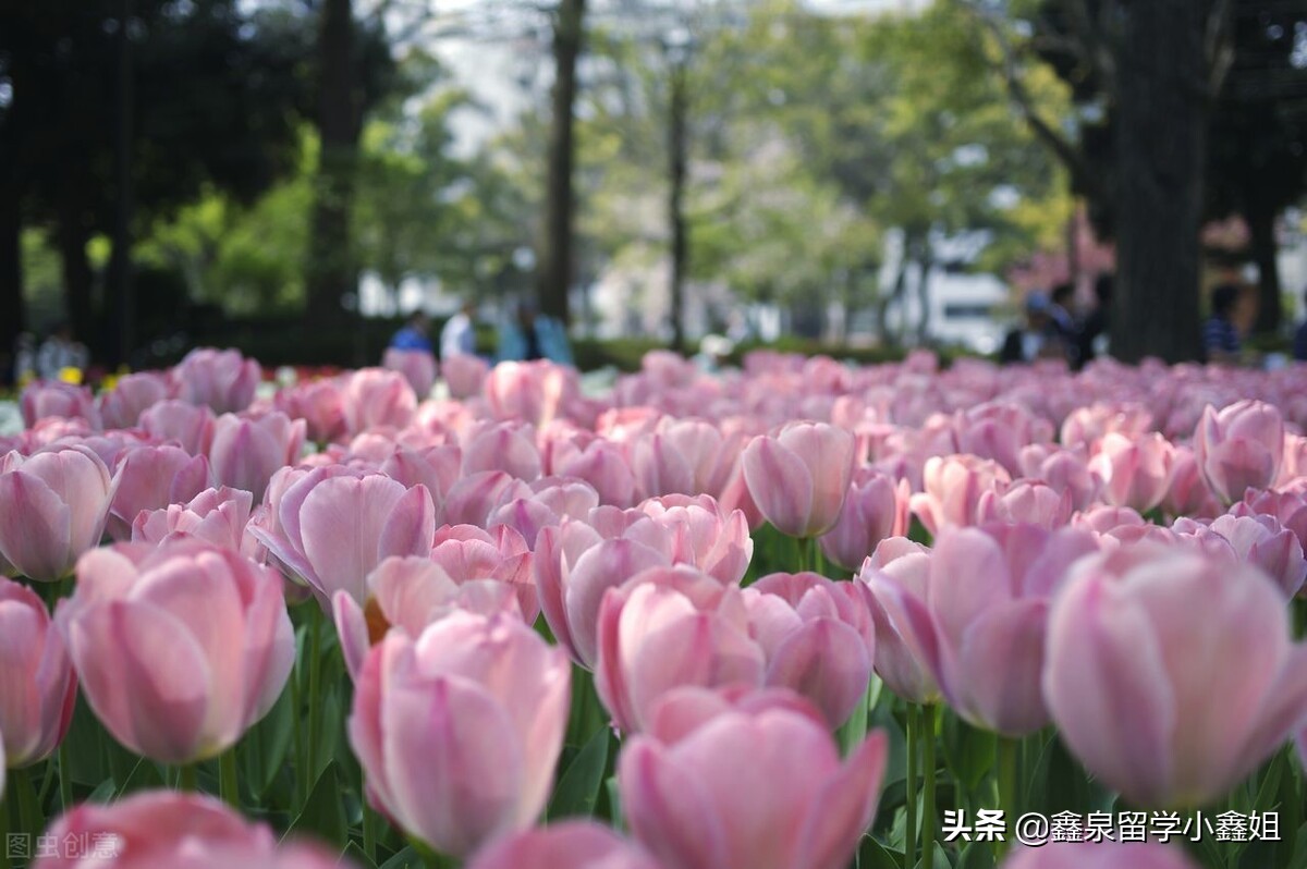 日本留学在东京还是大阪好,日本留学哪个城市好