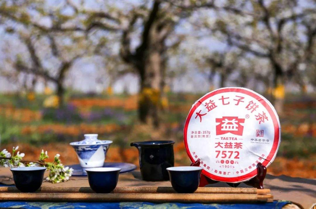 大益茶知识培训,大益茶教学