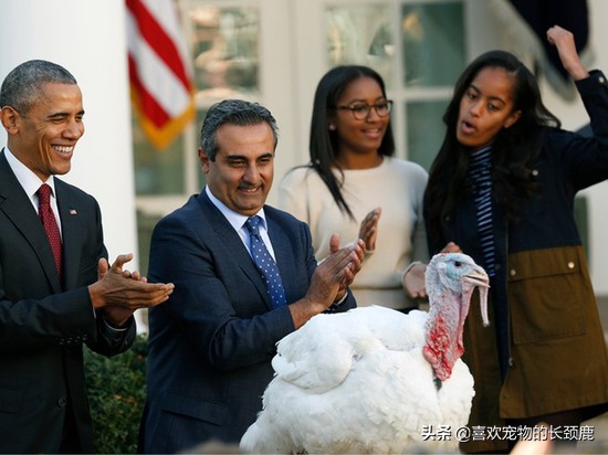 长得丑，火气大，价格昂贵，还不好吃，也许这就是火*吧鸡**