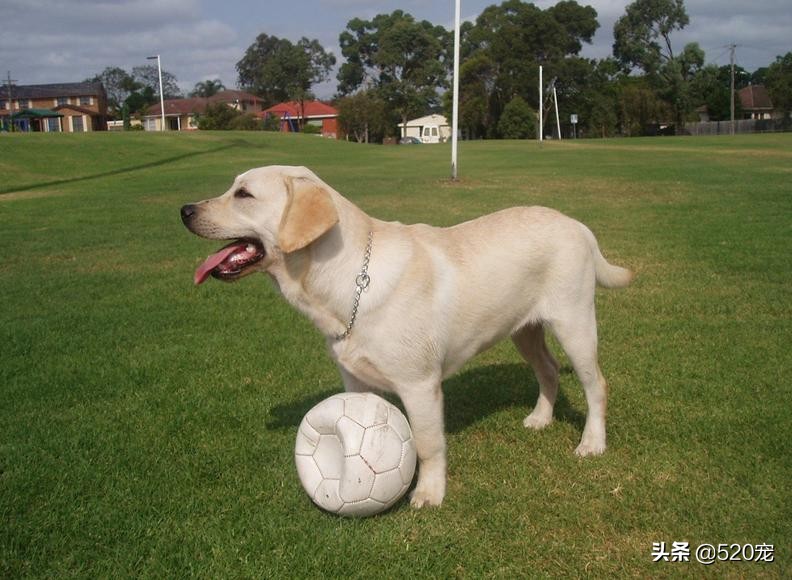 想养一条聪明听话的狗狗,怎么养短腿狗新手入门