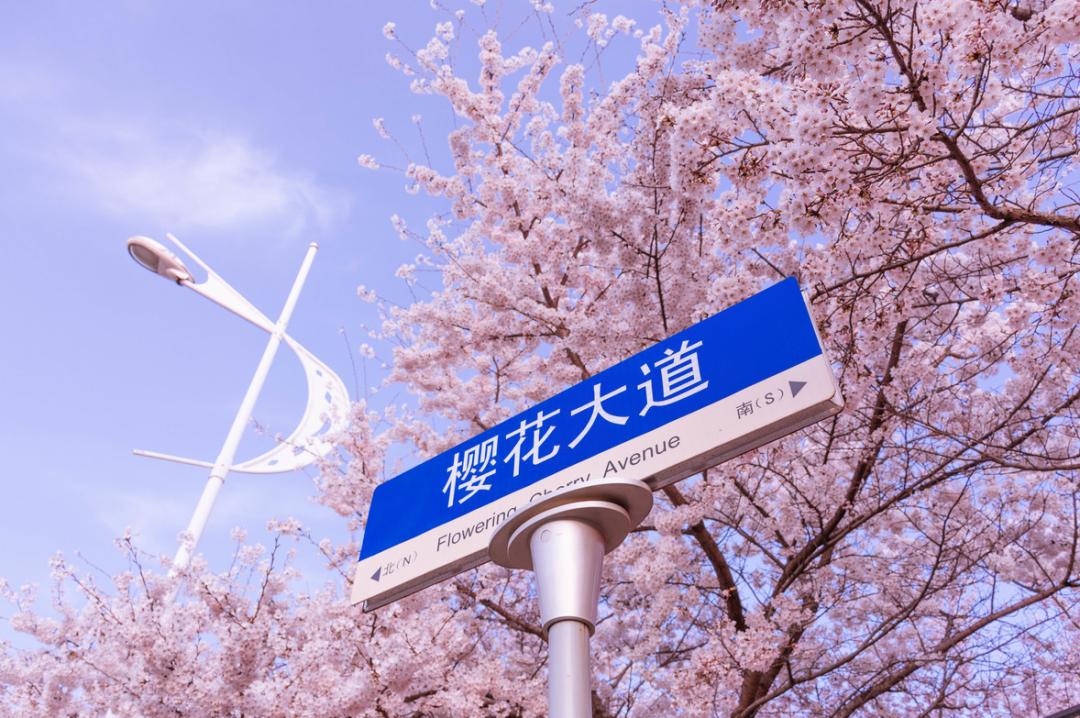 均温20℃的海滨老城，紫色泡桐花美得像国外，现在去性价比超高