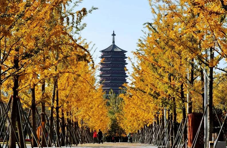 閲戠涓板彴璧忕帺鏀荤暐鍑虹倝,涓板彴閲戠鏂囧寲鏃呮父鏀荤暐
