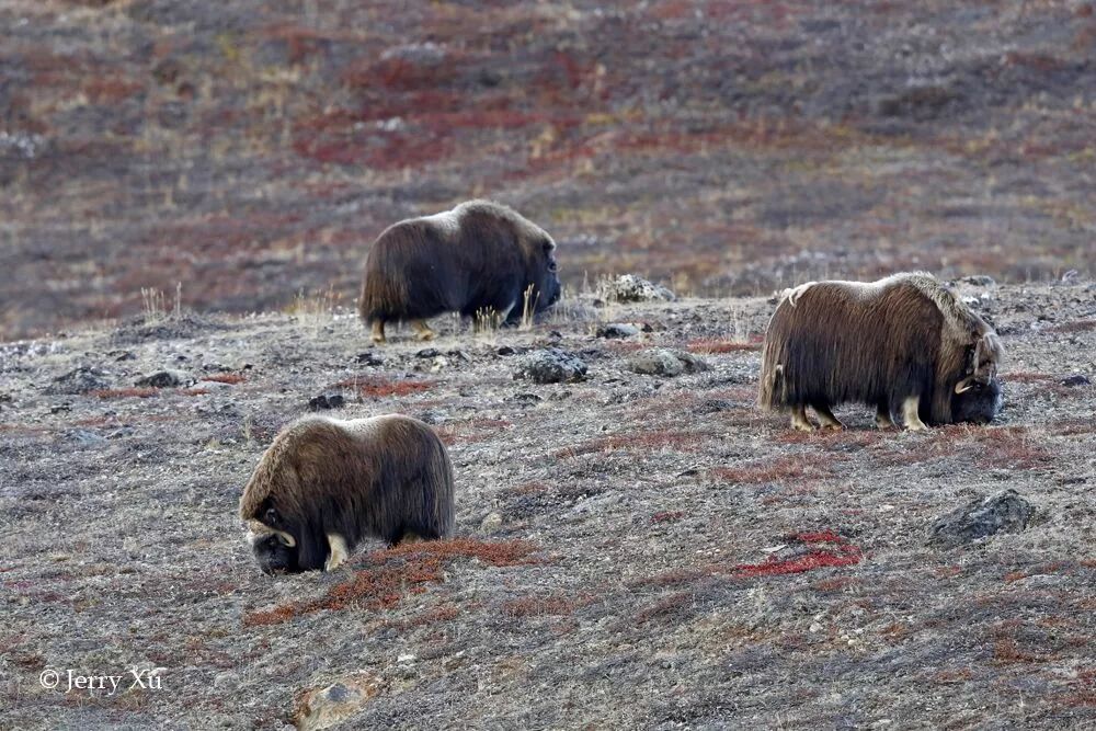 格陵兰的东海岸居然那么绚丽多彩,难怪特朗普想要买下来