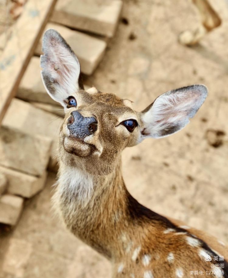 游玩万安山,洛阳万安山游玩攻略