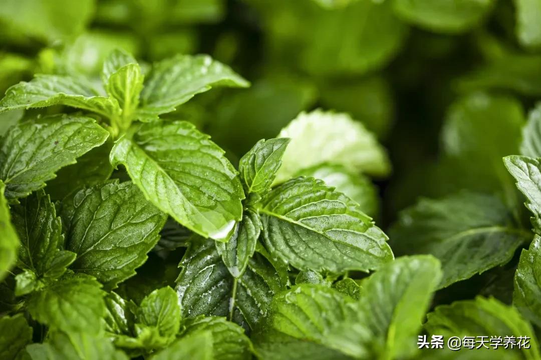 刚发芽的薄荷苗可以水培吗,薄荷能不能水培