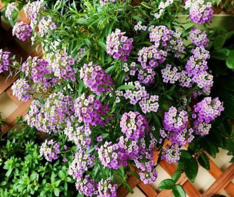 6种花室内不要养对身体伤害极大,吸甲醛最好的10种花