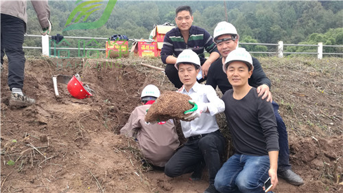 重庆白蚁防治方案,重庆家庭白蚁防治企业