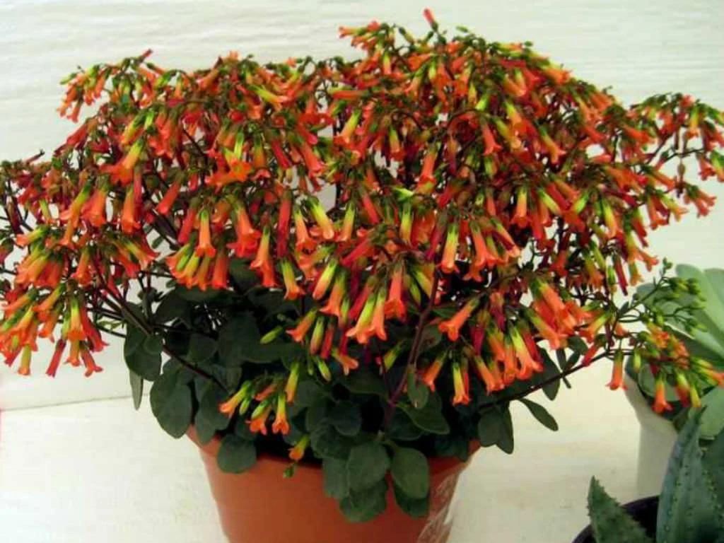 宫灯长寿花的养殖方法和注意事项,长寿花宫灯重瓣好养吗