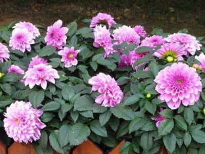 大丽花几月种植,大丽花几月份种植