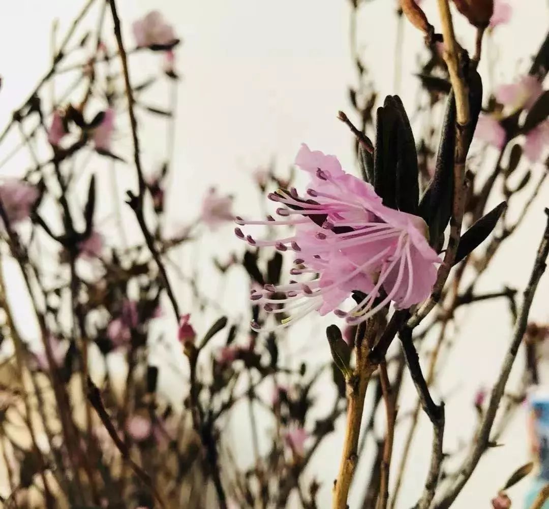 廉价杜鹃,干枝山杜鹃