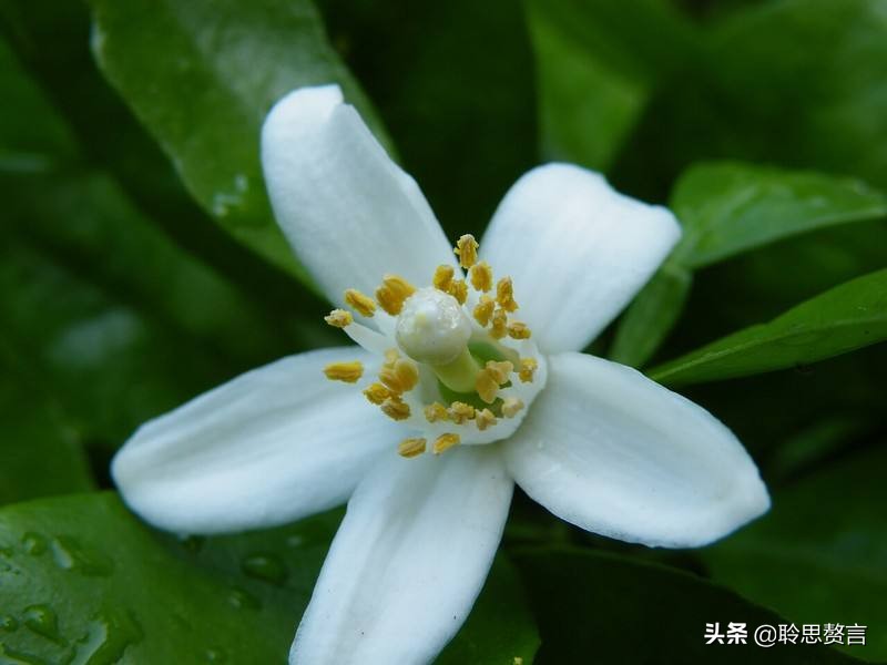 橘柚花诗词精选一十八首蓼岸风多橘柚香，堪怜堪爱还堪惜