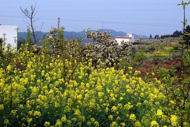 被毒蛇咬了能把蛇打死吗,被毒蛇咬了毒蛇的蛇胆解毒吗
