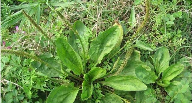 养鸡场鸡瘟用什么中草药好视频,防鸡瘟最好的中药