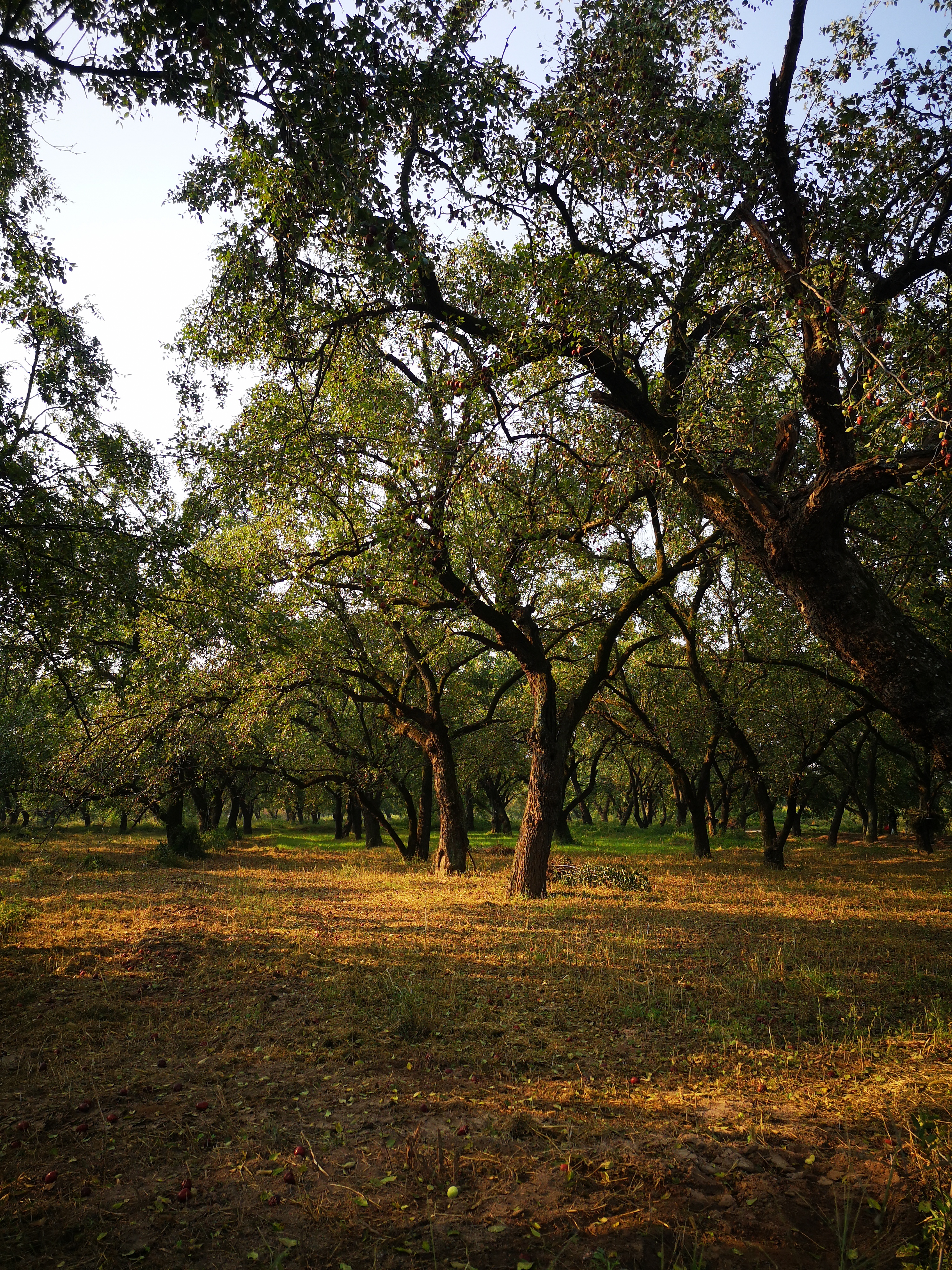 璐℃灒楠忔灒鐏版灒,璐℃灒鍥藉